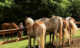 horses