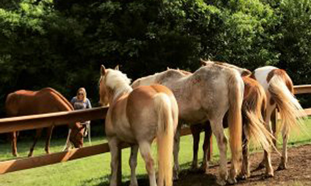 horses