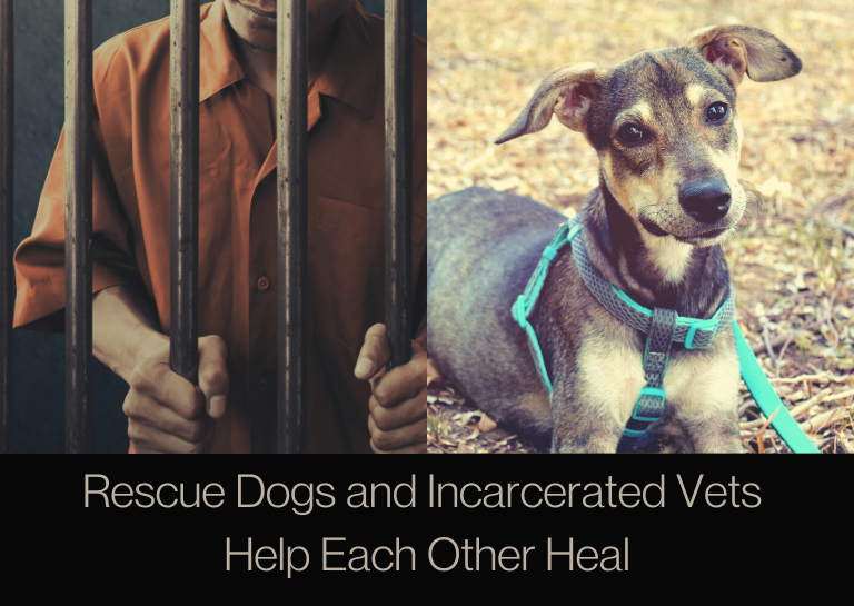 Rescue Dogs and Incarcerated Vets Help Each Other Heal