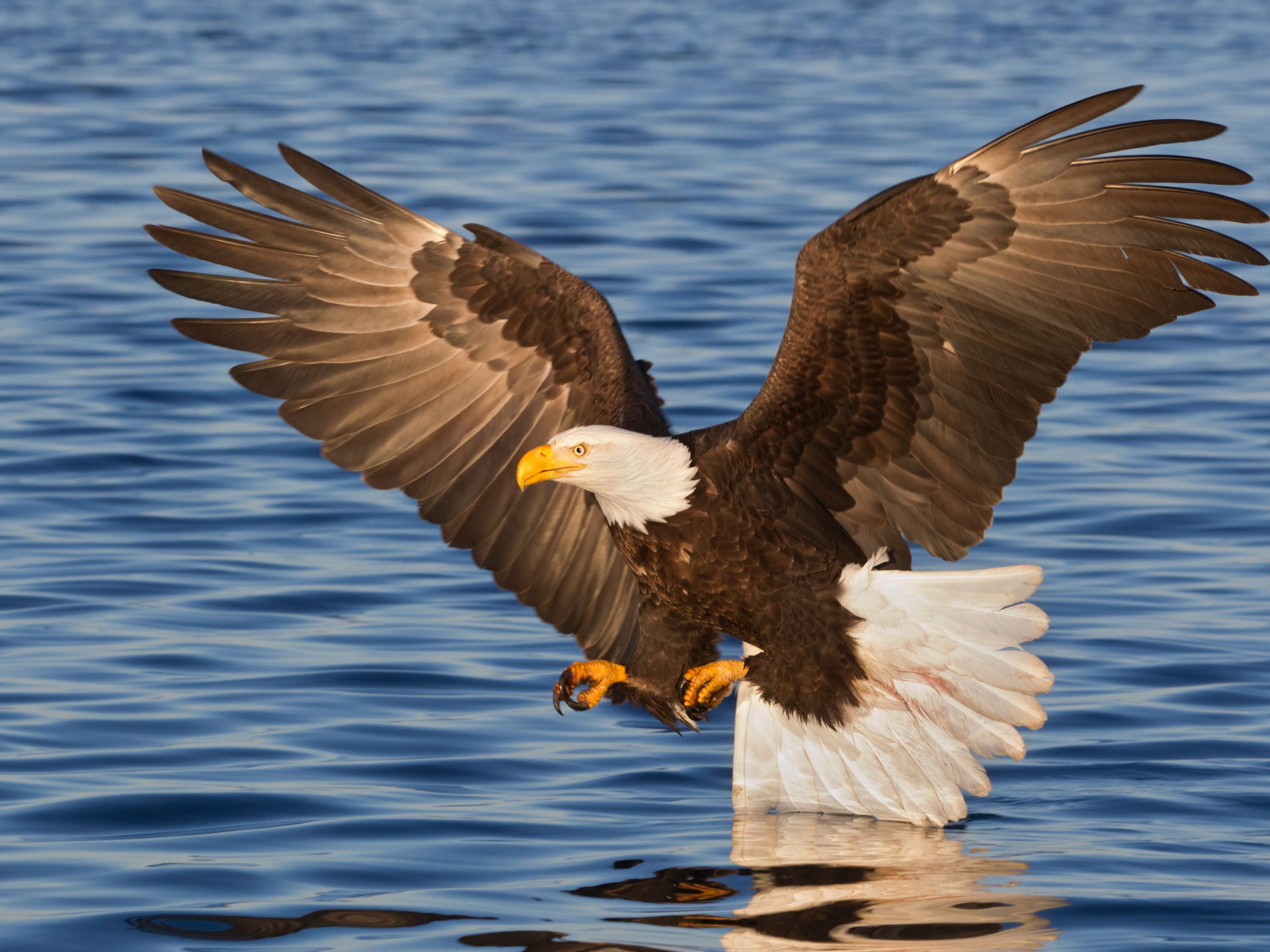 bald eagle military